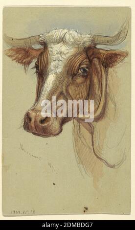 Sketches from Narragansett, Rhode Island, Samuel Colman, American, 1832–1920, Pencil, pen, brown ink. Reverse: with water colors, white gouache. Gray paper, Vertical rectangle. Obverse: Oblique view of a grazing ox and the center part of his body, shown in profile, turned toward left. The hind legs and an eye are shown respectively in the top corners. The upper part of the body when going under the yoke is shown form the front, center right. Three busts of men, one of them slightly sketched. A cart with two wheels. Reverse, in opposite direction: The head of an ox, slightly oblique Stock Photo