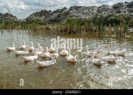 Roman Tufted Geese in the Danube Delta, border of Romania and Ukraine Stock Photo