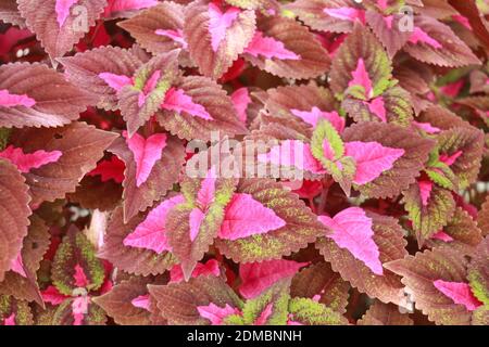 Pink leaved coleus plant called plectranthus scutellarioides. Coleus is a species of flowering plant in the family Lamiaceae, the mint or deadnettle Stock Photo