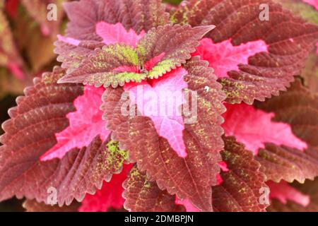 Pink leaved coleus plant called plectranthus scutellarioides. Coleus is a species of flowering plant in the family Lamiaceae, the mint or deadnettle Stock Photo