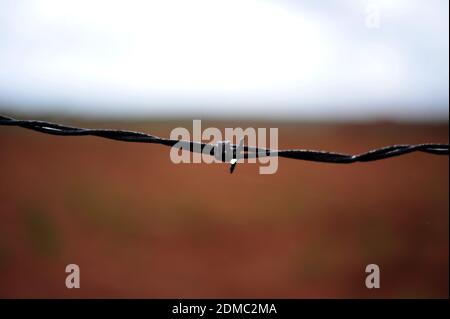 Subsistence farmers in South Africa's rural areas like Limpopo work the land during the rainy season to feed their families. Stock Photo