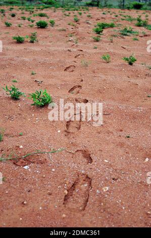 Subsistence farmers in South Africa's rural areas like Limpopo work the land during the rainy season to feed their families. Stock Photo