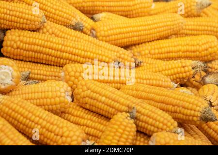 Background with several yellow corn cobs, macro view Stock Photo