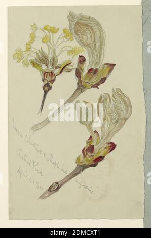Horse Chestnut and Maple Buds Unfolding, Central Park, Samuel Colman, American, 1832–1920, Brush and watercolor, gouache, graphite on light grey paper, At top, unfurled maple buds and a horse chestnut bud. Lower right, an unfolded chestnut bud. Verso: An unfolded chestnut bud and a sketch, in graphite, of an unfolded maple bud., New York City, New York, USA, April 26, 1880, nature studies, Drawing Stock Photo