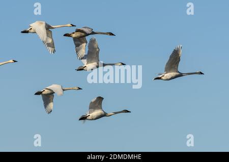 Flock of Trumpeter Swans flying closeup Stock Photo