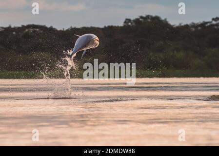 An endangered tucuxi freshwater dolphin (Sotalia fluviatilis) jumps from the river near the border or Peru, Brazil & Colombia in the Amazon basin. Stock Photo