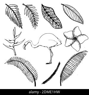 Hand drawn sketch of tropical leaves and flowers, flamingos on a white isolated background. Vector illustration Stock Vector