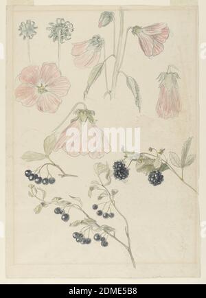 Botanical Detail Studies: Hollyhocks, Blueberries, and