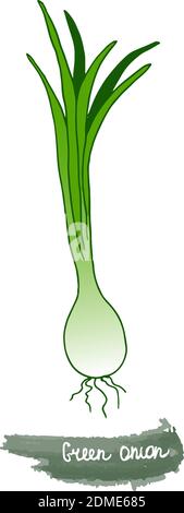 Spicy herbs are grown in the garden. Onion. Vector illustration is drawn by hand. Doodle style. Stock Vector