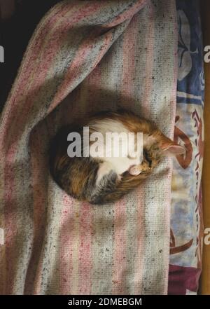 Sleeping tabby kitten curled up in a ball. Stock Photo