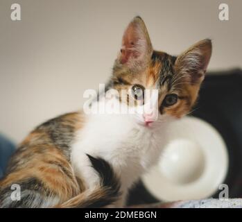 Cute calico tabby kitten staring at the camera. Stock Photo