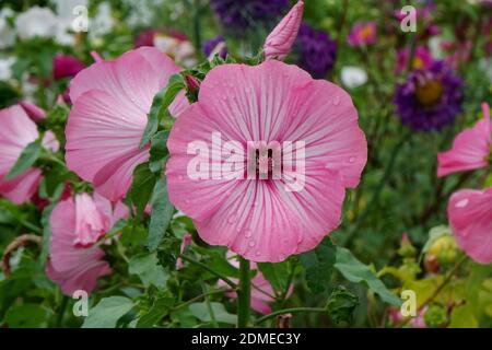 Pink Lavatera trimestris flowers 'Tanagra' grow in the garden after rain in summer. Stock Photo