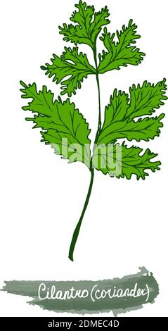 Spicy herbs are grown in the garden. Coriander. Vector illustration is drawn by hand. Doodle style. Stock Vector