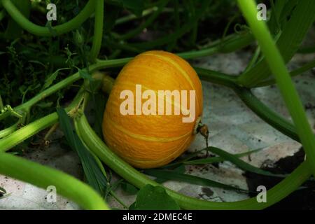 The yellow pumpkin lies on a litter from decay in the garden bed in summer. Stock Photo