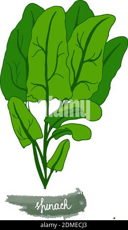 Spicy herbs are grown in the garden. Spinach. Vector illustration is drawn by hand. Doodle style. Color image on a white isolated background. Vector Stock Vector