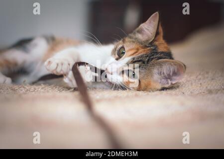 Adorable tiny kitten playing with a toy. Stock Photo