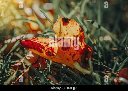 Beautiful Old Aged Withered Multicolor Yellow Red Autumn Maple Leaves Lying On Ground Fall Seasonal Nature Macro Background View From Top Above To Stock Photo Alamy