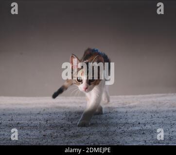 Small kitten playing hunt, walking towards the camera. Stock Photo