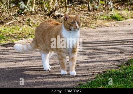 Domestic ginger cat defensive walking in sunshine with piloerectionas ...
