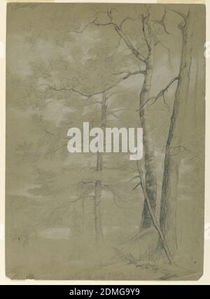 Study of Hemlock and Beech, White Lake, Daniel Huntington, American, 1816–1906, Graphite and white chalk on grey paper, Dead limbs in foreground. Two large trees, at right, and a third tree, in the distance, center., New York, USA, August 20, 1847, nature studies, Drawing Stock Photo