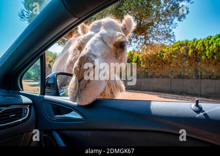 A closeup of a camel looking into a car through a window in Bari 