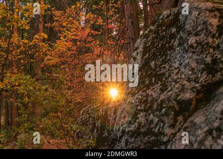 Fairy land sunbeams through the trees with a giant boulder Stock Photo