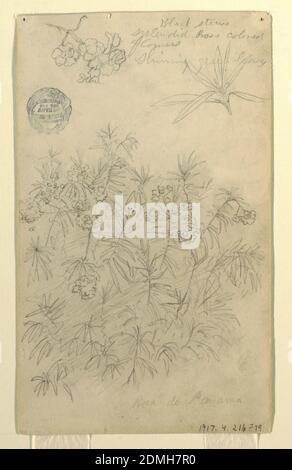 Study of a Rosa de Panama or Oleander Plant, Frederic Edwin Church, American, 1826–1900, Graphite on paper, Recto: Vertical view of two small boughs, one with blossoms on the left and one with leaves on the right at upper edge of sheet, and a detailed view of the plant at the bottom of the sheet., Verso: Sheet divided into three vertical zones, each with a separate tree study: at left is a palm-like tree; in center is a plain tree; and at right are two small studies of trees similar to that of the central zone, arranged one atop the other., USA, May–June 1857, landscapes, Drawing Stock Photo