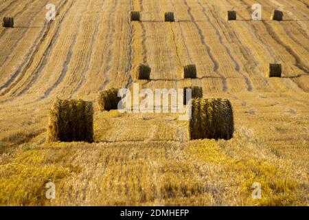 Wheat field after harvest. Bales of straw in an agricultural field after harvest Stock Photo