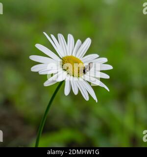 A Fly feeding on a daisy Stock Photo