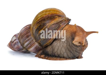 big brown snail goes away and looking to camera isolated on white background.  Stock Photo