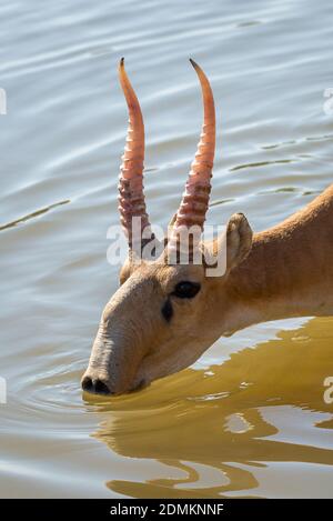 Saigas at a watering place drink water and bathe during strong heat and drought. Saiga tatarica is listed in the Red Book, Chyornye Zemli or Black Lan Stock Photo