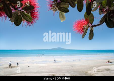 People playing and relaxing on the Takapuna beach, blooming red Pohutukawa flowers framing the Rangitoto Island in the distance Stock Photo