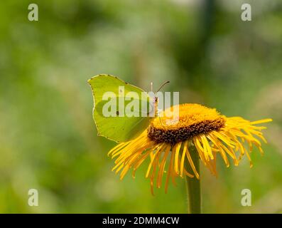a common brimstone butterfly at a yellow flower in natural ambiance Stock Photo