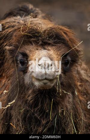 Bactrian Camel - Camelus bactrianus, large mammal from Asian deserts and steppes, Mongolia. Stock Photo