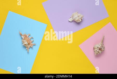 Shells on a colored paper background. Top view. Minimalism. Copy space Stock Photo