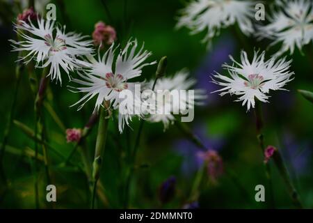 A selective focus shot of blooming Dianthus arenarius, sand pink flowers blooming in the garden Stock Photo