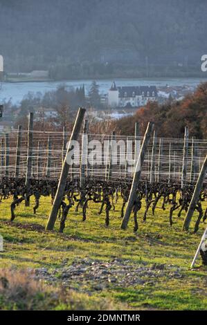 Ampuis (south-eastern France): vineyards in winter at Rozier (Rosier) in the sun, in the morning Stock Photo