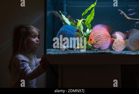 Baby girl watching fish swiming in big fishtank, aquarium. Stock Photo