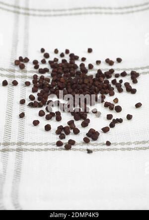 Grains of Paradise, aframomum melegueta, African Spice Stock Photo