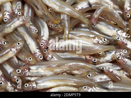 Fresh Smelts, osmerus eperlanus against White Background Stock Photo