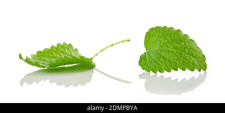 fresh green melissa leaves macro isolated on white background Stock Photo