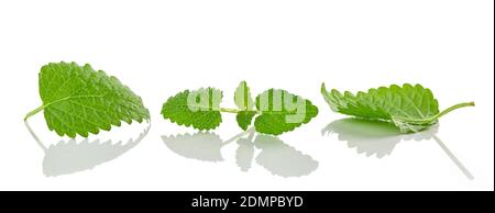 fresh green melissa leaves macro isolated on white background Stock Photo