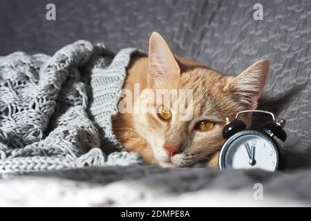 Cute ginger fur young cat sleeps near the alarm clock on gray blanket. Domestic cute kitten. Veterinary and Internatinal cat day concept. Selective fo Stock Photo