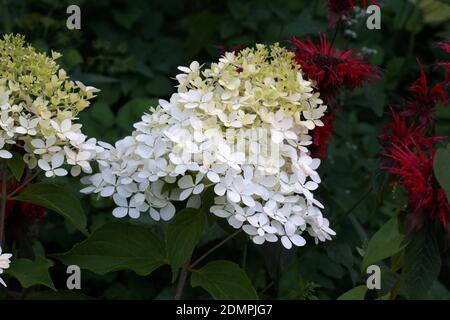 Hydrangea paniculata Phantom.  Flower in the garden outdoors. Stock Photo