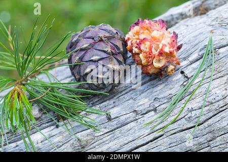 Zirbel-Kiefer, Zirbelkiefer, Zirbel, Zirbe, Arve, Zapfen, Zirbenzapfen, Nadel, Nadeln, Pinus cembra, Arolla Pine, Swiss pine, Swiss Stone Pine, Austri Stock Photo