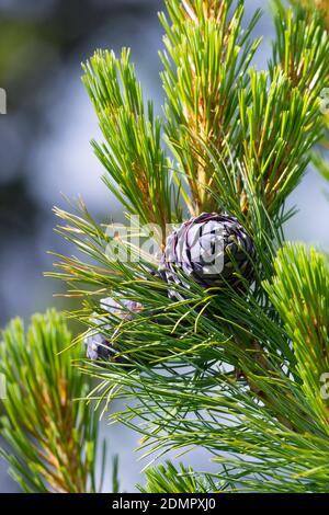 Zirbel-Kiefer, Zirbelkiefer, Zirbel, Zirbe, Arve, Zapfen, Zirbenzapfen, Pinus cembra, Arolla Pine, Swiss pine, Swiss Stone Pine, Austrian stone pine, Stock Photo