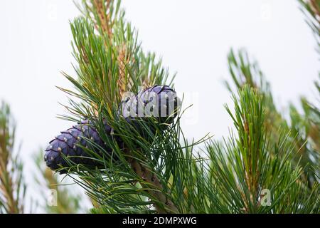 Zirbel-Kiefer, Zirbelkiefer, Zirbel, Zirbe, Arve, Zapfen, Zirbenzapfen, Pinus cembra, Arolla Pine, Swiss pine, Swiss Stone Pine, Austrian stone pine, Stock Photo