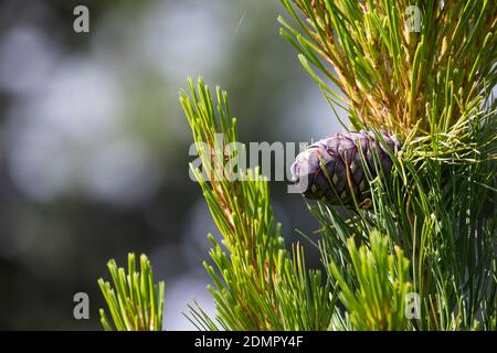 Zirbel-Kiefer, Zirbelkiefer, Zirbel, Zirbe, Arve, Zapfen, Zirbenzapfen, Pinus cembra, Arolla Pine, Swiss pine, Swiss Stone Pine, Austrian stone pine, Stock Photo