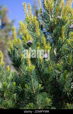 Zirbel-Kiefer, Zirbelkiefer, Zirbel, Zirbe, Arve, Zapfen, Zirbenzapfen, Pinus cembra, Arolla Pine, Swiss pine, Swiss Stone Pine, Austrian stone pine, Stock Photo
