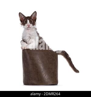 Cute brown with white LaPerm cat kitten, standing side ways in brown leather bag with tail hanging out. Looking up beside camera with orange eyes. Iso Stock Photo